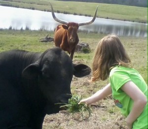 McKenzie feeding bull
