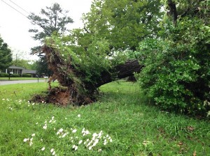 A large tree at the intersection of Lake Lane and U.S. Highway 80 was felled by severe weather Monday night.