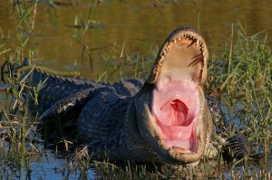 5-24-13 American Alligator by Rick Dowling