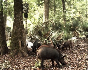 feral pigs 14 02
