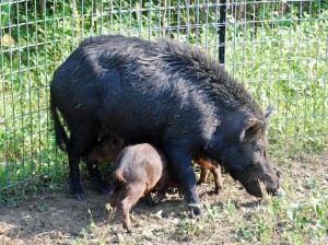 (ADCNR-Wildlife Section) Feral hogs are prolific reproducers capable of bearing two litters per year with four to eight piglets per litter. The most effective trapping technique is to capture the whole sounder (family group) at one time, which requires that the pigs become acclimated to the trap and bait inside.