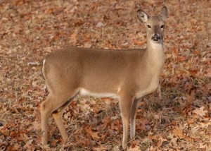 A concern expressed by hunters, landowners and wildlife biologists about observations of lower doe numbers has prompted the Alabama Wildlife and Freshwater Fisheries Division to reduce the daily bag limit to one antlerless deer per day for the 2014-2015 season.