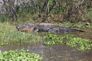 (By David Rainer) Large alligators, like this one sunning at Lake Eufaula, are not uncommon in south Alabama, but the Alabama Wildlife and Freshwater Fisheries Division has decided to reduce the number of alligator tags in the Southeast zone to ensure the population remains healthy.