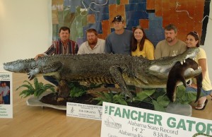 The largest gator taken in Alabama since the season started in 2006 was the alligator taken by Keith Fancher and crew on the Alabama River in the West Central zone. The gator measured 14 feet, 2 inches and weighed 838 pounds. The successful hunting team included: (from left) Keith Fancher, Mike Bailey, J.C. Peeples, Stacey Peeples, David Hatchett and Mindy Hatchett.