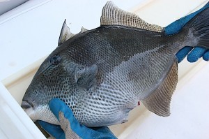 Gray triggerfish also may be landed in Alabama waters, up to 9 miles out, every Friday, Saturday and Sunday in July. 