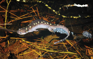 Autery with what he calls his most interesting photograph - a salamander laying eggs in the snow