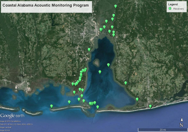 As part of the CAAMP array, hydrophones are stationed in Alabama coastal waters to pick up the signals from the tagged fish to study seasonal movements and escapement rates.