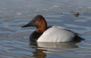 The number of canvasbacks (drake shown here) allowed in the daily bag limit increased to two birds for the 2015-2016 season. (Photo by USFWS) 