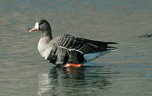 Alabama waterfowl hunters can now take five white-fronted geese like this one as part of the daily bag limit. (Photo by USFWS) 