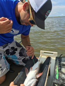 A small acoustic device is inserted by Reid Nelson into the body cavity of the red drum in the study. Larger tags are attached near the dorsal fin on tarpon. (Photo by Crystal Hightower)