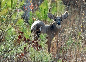 (David Rainer) Young deer usually don’t respond to presence of humans like mature bucks and Alpha does, which react instantly when human scent is detected. Mature deer will also change travel corridors and other behaviors when those areas have human scent.