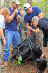 Personnel from the Alabama Wildlife and Freshwater Fisheries Division and Auburn University captured a black bear in Washington County. The bear was sedated and fitted with ear tags and a data collar. Thomas Harms, holding rod on left, and Chris Seals of Auburn, holding collar, check the bear’s weight. (Photo by Karin Harms)