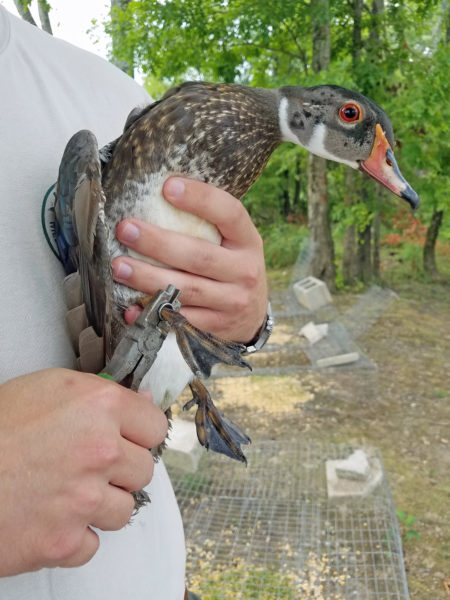 Wildlife and Freshwater Fisheries biologists and personnel undertake an annual wood duck banding effort that starts July 1. (Photo by Seth Maddox)