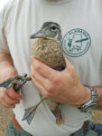 Adults and juvenile wood ducks are captured in traps or nets, banded and released. (Photo by Seth Maddox)