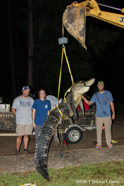 08-13-16 -- Camden, Ala. -- From left, Jason Broadhead, Wesley Ann Terry, along with husband Steve Terry made up the first team to weigh in their harvest early Saturday morning around 1 a.m. Wesley Ann was the tagholder, and said they wrestled with the 547-pound, 12-foot four-and-a-half gator for an hour. The gator was harvested near Cobb's Landing on the Alabama River in Wilcox County. (WAW | Stewart Gwin)