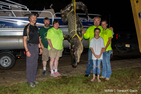 08-13-16 -- Camden, Ala. -- From left, David Hayes, David Hatchett, Pam Nettles, Larry Hatchett, Jaden Carson, and Tiffany Carson are shown with their 449-pound, 11-foot three-inch harvest early Saturday morning at Roland Cooper State Park in Wilcox County. The gator was harvested near Little Miami in Dallas County on the Alabama River. (WAW | Stewart Gwin)