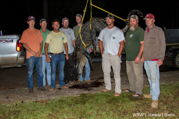 08-13-16 -- Camden, Ala. -- From left, Byron jones, Blake Jones, tagholder Neal Posey, Wesley Smith, Jake Brown, Blake Smith, and Clint Norris weigh in their 420.5-pound, 11-foot four-inch alligator harvested near Sardis on the Alabama River in Dallas County. (WAW | Stewart Gwin)